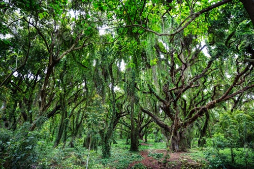 Preview: Forest on Hawaii