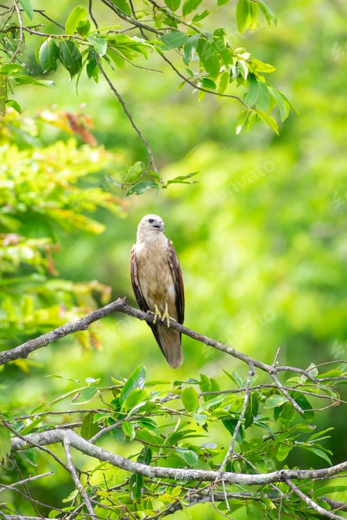 Preview: Juvenile Brahminy Kite perched on a tree branch, green foliage in the background.