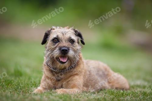 Preview: Border Terrier