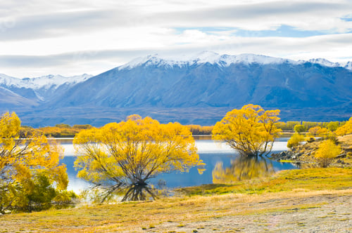 Preview: Snow Capped Mountains and Autumn Trees at Lake Alexandrina, South Island, New Zealand