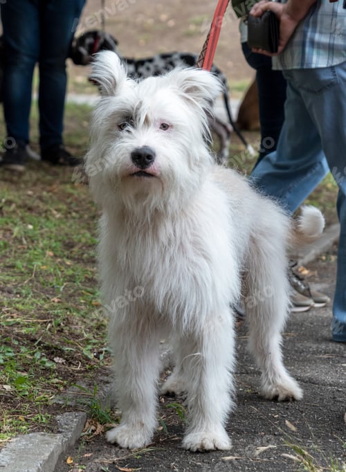 Preview: White dog half-breed Ardennes Bouvier, summer day