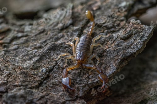 Preview: The Maltese scorpion, Euscorpius sicanus , hunting for prey on a tree bark. Only scorpion in Malta.