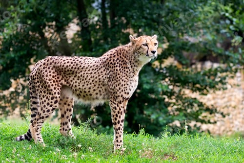 Preview: Cheetah in a clearing