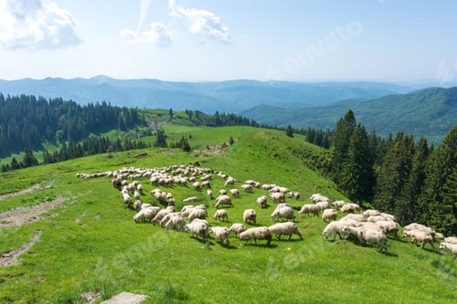 Preview: White sheep on the green valleys of Carpathian Mountains