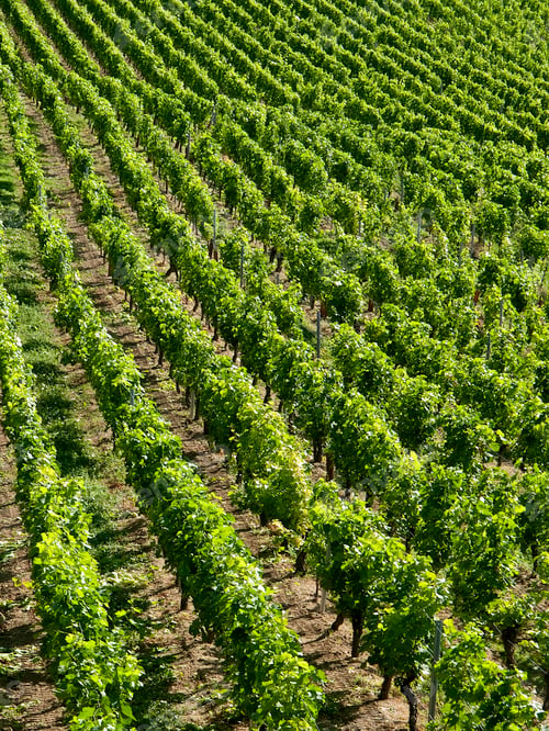 Preview: rows of vineyards in the sun