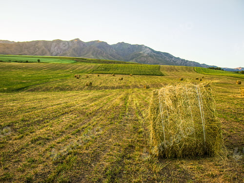 Preview: Haystacks in a field, summer sunset