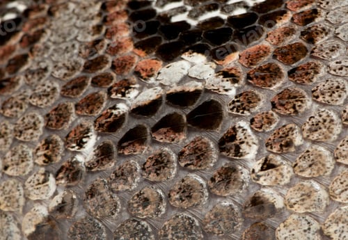 Preview: rhinoceros viper, river jack - Bitis nasicornis X gabonica (poisonous)