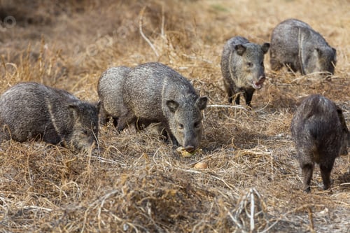 Preview: Wild boar