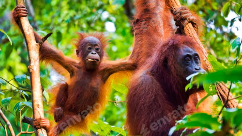Preview: Orangutan, Tanjung Puting National Park, Indonesia
