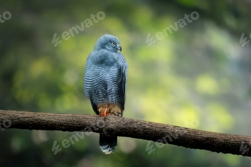 Preview: Crane Hawk (Geranospiza caerulescens) - Bird of Prey