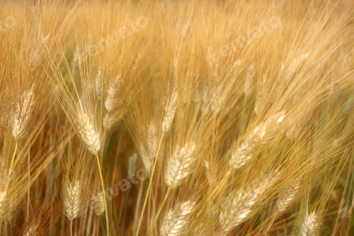 Preview: A fields of ready for harvest ripe barley or rye