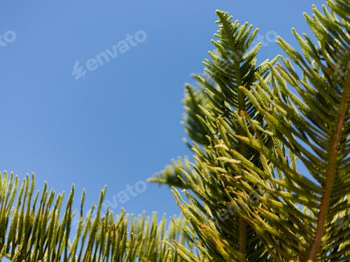 Preview: Bright green leaves stretch towards the blue sky on a clear day