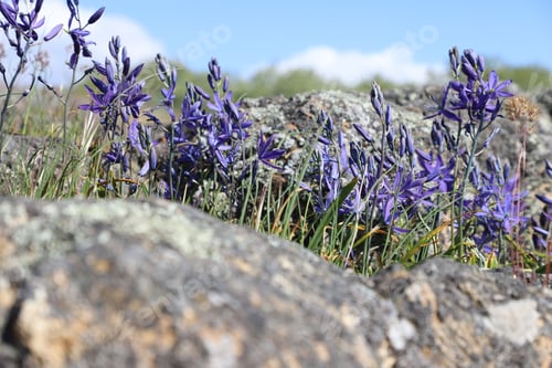 Preview: Camas flowers