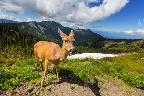 Preview: Deer