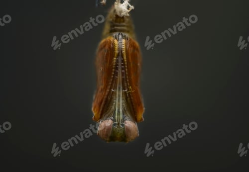 Preview: Pupa Stage in the life cycle of a butterfly,