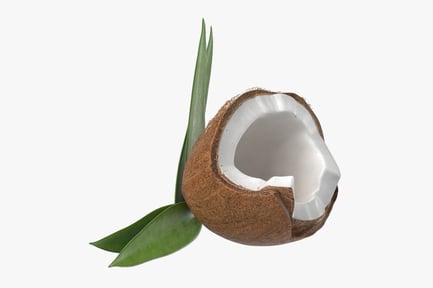 Preview: Halved Coconut with Frond