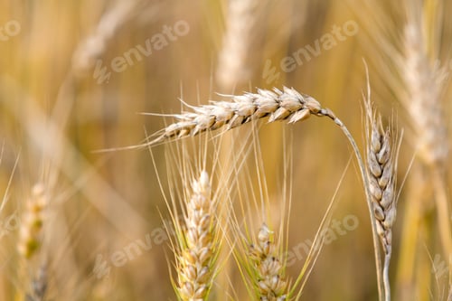 Preview: Close-up of warm colored golden yellow ripe focused wheat head on sunny summer day on soft blurred