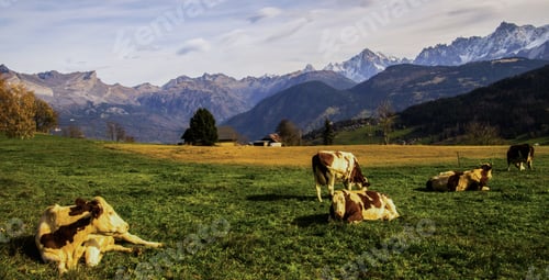 Preview: Herd of cows grazing in a lush green field with a majestic mountain in the background