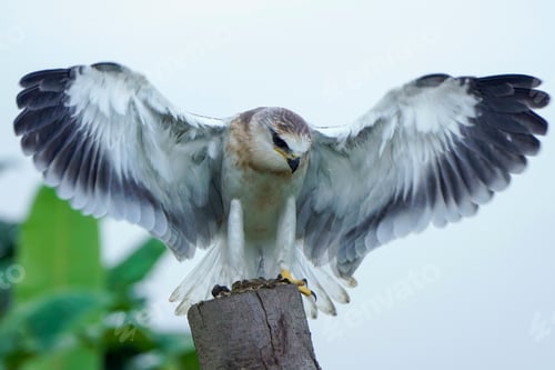 Preview: Black-winged kite (Elanus caeruleus)