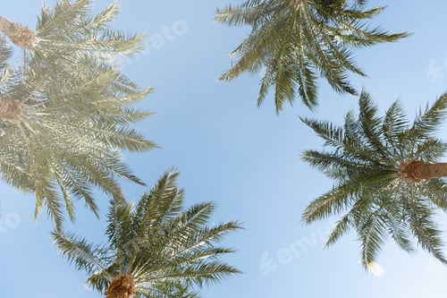 Preview: From below palm tree with green branches against cloudless blue sky