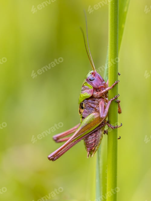 Preview: Juvenile male Wart biter