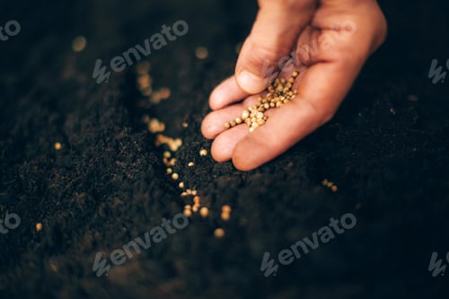 Preview: Hand growing seeds on sowing soil. Background with copy space. Agriculture, organic gardening