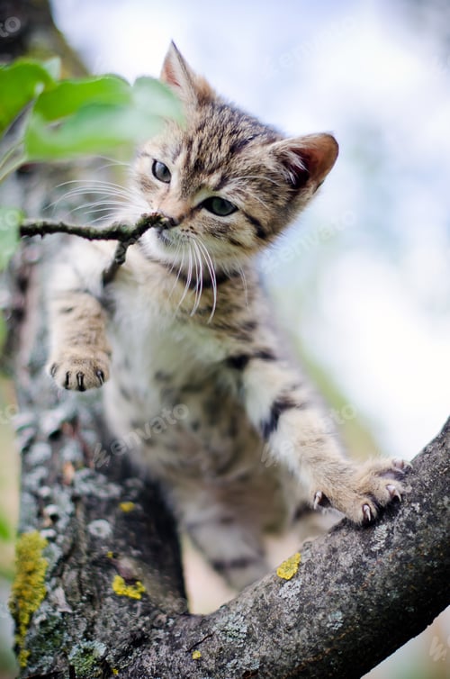 Preview: A Cat sitting on a tree
