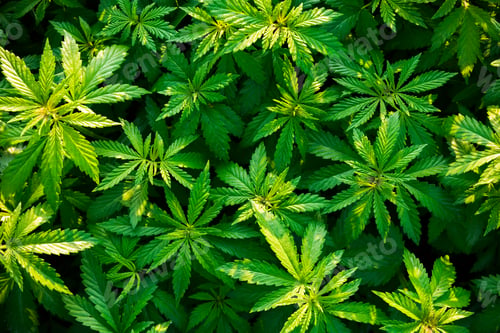 Preview: Shrubs of marijuana-cannabis-at dawn. Video with original sound - bird song