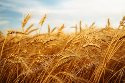Preview: Golden spikelets of wheat in the field at sunset. Agricultural concept. Harvest nature growth.