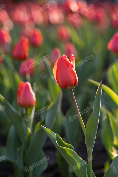 Preview: Red tulips on a street flower bed.