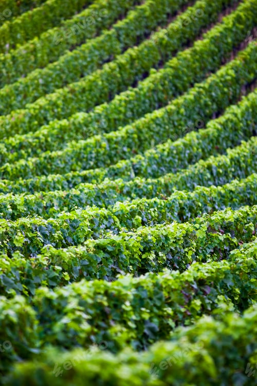 Preview: Vineyards