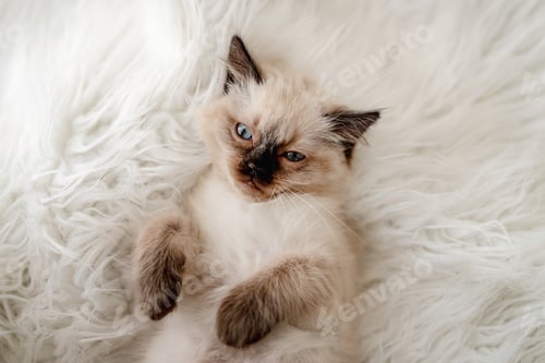 Preview: Kitten Ragdoll lying in the bed