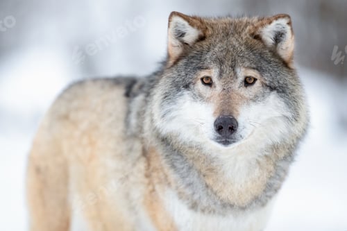 Preview: Portrait of alert wolf standing on the snow