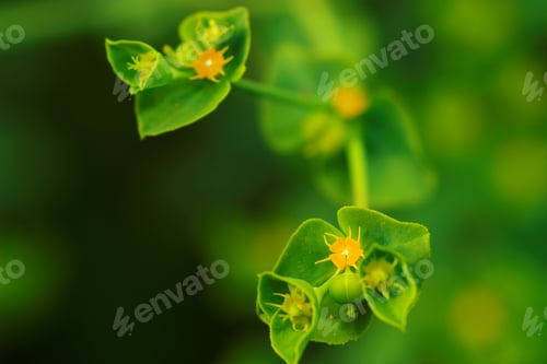 Preview: Green flower