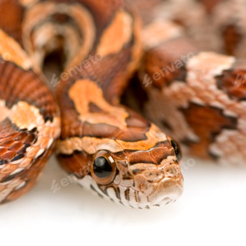 Preview: Corn Snake