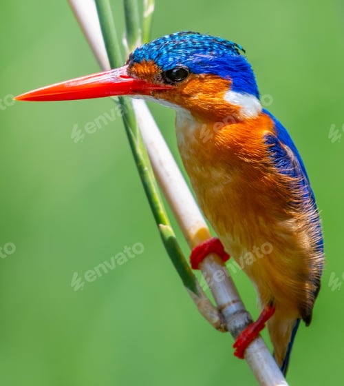 Preview: Malagasy kingfisher standing on the grass under the sunlight with a blurry background