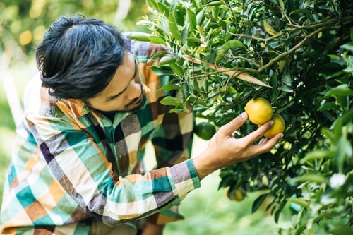 Preview: orange tree field male farmer harvest picking orange fruits