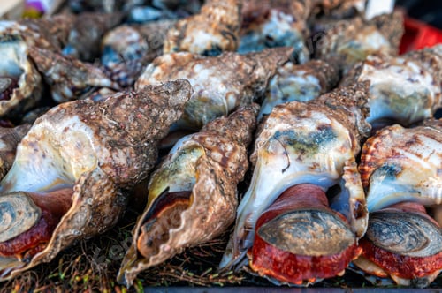 Preview: Fresh seafood stalls in Essaouira markets showcase colorful shells and ocean delicacies