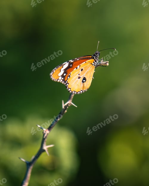 Preview: Plain tiger butterfly on a thorny stem. Soft bokeh green natural background