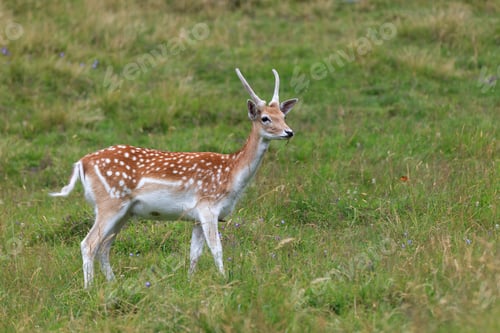 Preview: fallow deer (Dama dama) in grass. Parc de Merlet, France