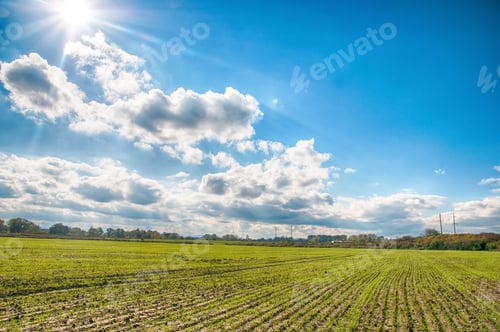 Preview: winter wheat