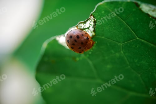 Preview: Close-up view of a ladybird on plant