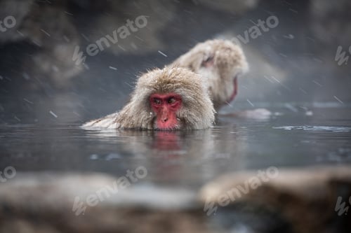 Preview: Snow monkey