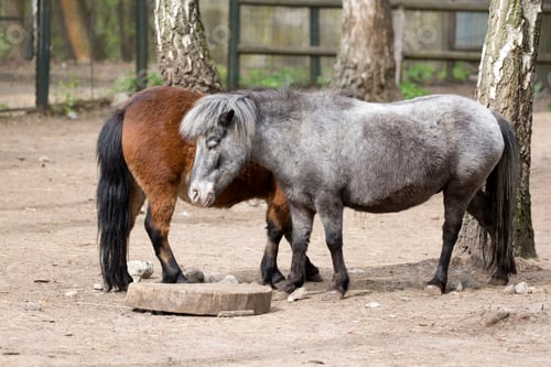 Preview: Ponies on the farm