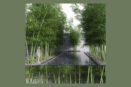 Preview: Clumping Bamboo Grove Collection