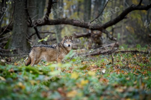 Preview: Close up wolf in autumn forest background