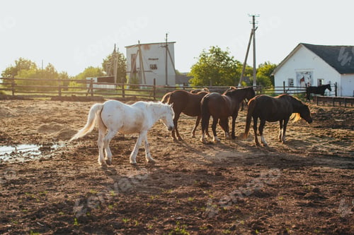 Preview: Horses on a farm at sunset in summer.