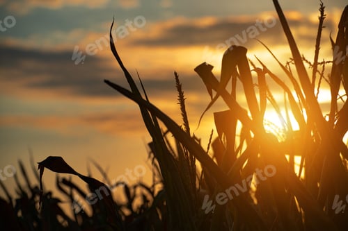 Preview: Maize stalks on cloudy evening sky dramatic background during sunset