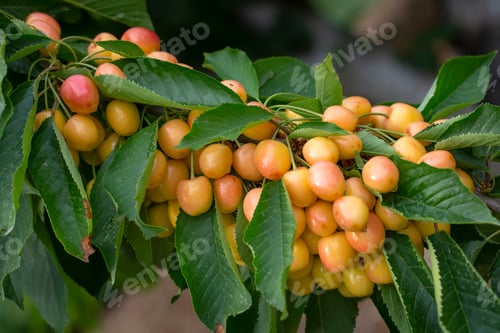 Preview: Cherry with leaf and stalk. Cherries with leaves and stalks.