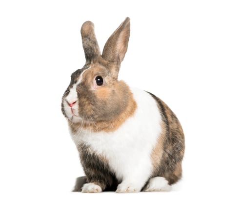 Preview: Rabbit in front of a white background, studio photography